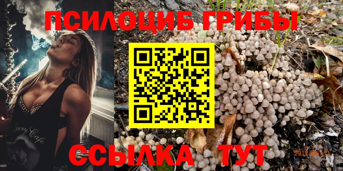 Галлюциногенные грибы Psilocybe Кубинка